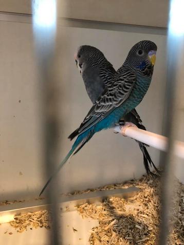 Meerdere blackface te koop beschikbaar voor biedingen