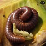 Spirostreptus spec. 1 Tanzania, Overige soorten
