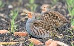 Europese Patrijzen, Meerdere dieren, Overige soorten