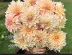 Cafe au lait Knollen: Prachtige Dahlias, Overige soorten, Volle zon, Vaste plant, Ophalen of Verzenden