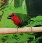 Roodkop papegaaiamadine man., Dieren en Toebehoren, Vogels | Overige Vogels, Meerdere dieren