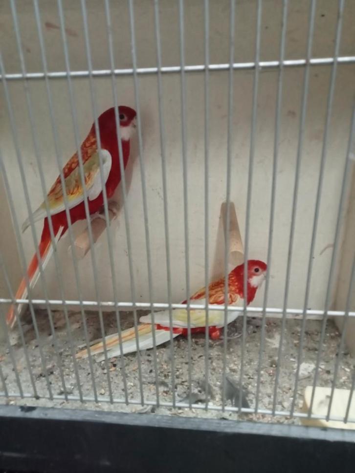 Mooi koppel rubino rossela en losse man, Dieren en Toebehoren, Vogels | Parkieten en Papegaaien, Parkiet, Meerdere dieren