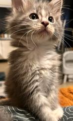 Maine Coon kittens mogen rustig hun butlers uitzoeken, Dieren en Toebehoren, Meerdere dieren, Ontwormd, 0 tot 2 jaar