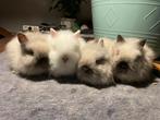 Raszuivere teddydwerg konijntjes, Dieren en Toebehoren, Konijnen, Meerdere dieren, Dwerg