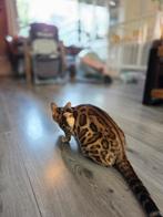 Bengaal poes stamboom 1,5 jaar, Poes, Gechipt, 0 tot 2 jaar