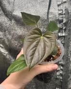 Anthurium Red Beauty, Ophalen of Verzenden, Halfschaduw, Minder dan 100 cm