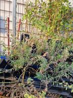 29x nepeta faassenii p9, Tuin en Terras, Ophalen of Verzenden, Volle zon, Overige soorten, Minder dan 100 cm