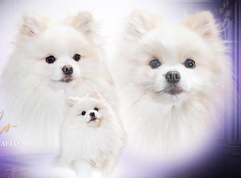 Pomerian Dekreu FCI stamboom bearface -crème, Dieren en Toebehoren, Honden | Dekreuen, Reu, Particulier, Meerdere, Buitenland