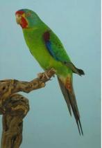 Swiftparkiet man gezocht, Dieren en Toebehoren, Vogels | Parkieten en Papegaaien, Mannelijk, Parkiet, Geringd