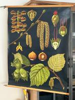 Hazelaar (Jung en Koch), Ophalen of Verzenden, Natuur en Biologie
