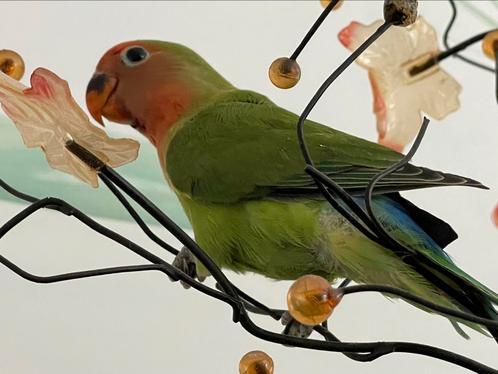 Dwergpapegaai Fischerie Roseicolle Diverse Kleuren Hand Tam!, Dieren en Toebehoren, Vogels | Parkieten en Papegaaien, Dwergpapegaai of Agapornis