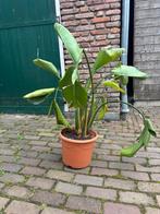 Gratis af te halen, Ophalen, Overige soorten, Minder dan 100 cm
