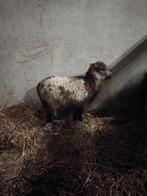 Bonte en witte ram!, Mannelijk, Schaap