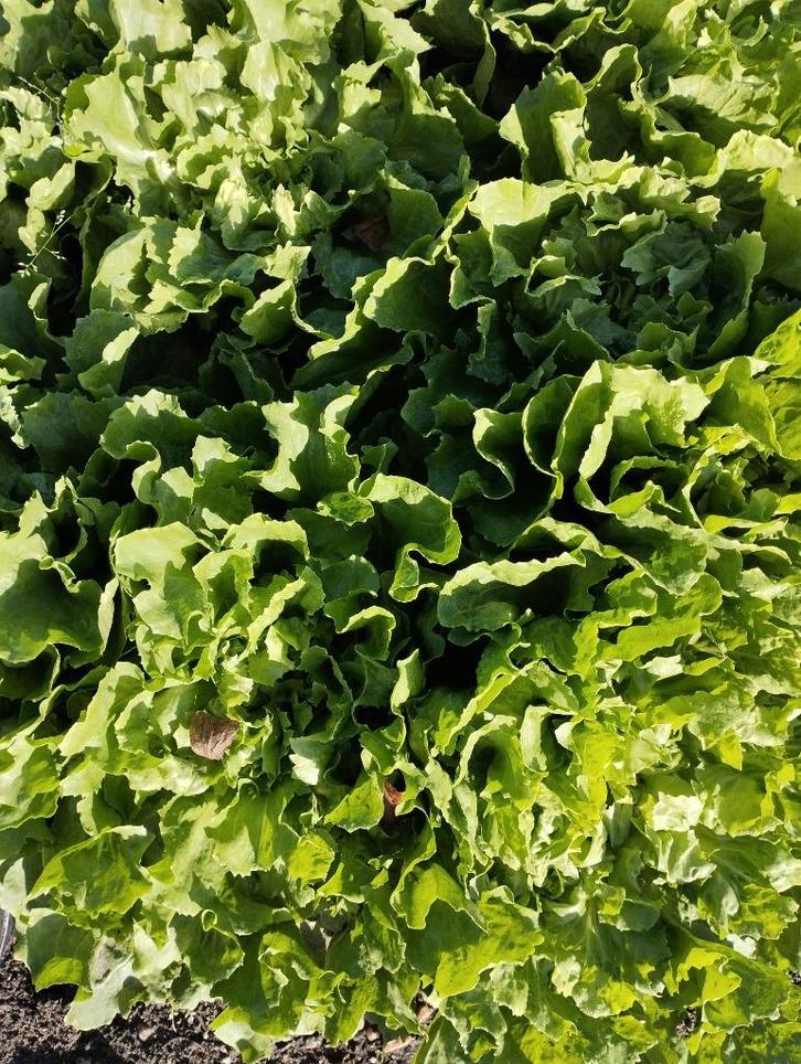 andijvie kroppen boerenkool, Tuin en Terras, Planten | Tuinplanten, Overige soorten, Volle zon, Ophalen