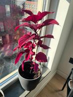 Mooie siernetel plant in pot, Huis en Inrichting, Kamerplanten, Ophalen of Verzenden, Overige soorten, In pot, Minder dan 100 cm
