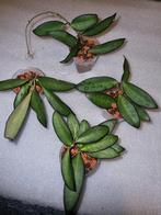 Hoya STEL JE EIGEN PAKKET SAMEN €2,50- p.s, Huis en Inrichting, Kamerplanten, Ophalen of Verzenden, Overige soorten, Minder dan 100 cm