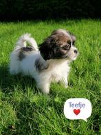 mooie speelse boomer pups shihtzu/boomer, Dieren en Toebehoren, Honden | Chihuahua's en Gezelschapshonden, Parvo, Overige rassen