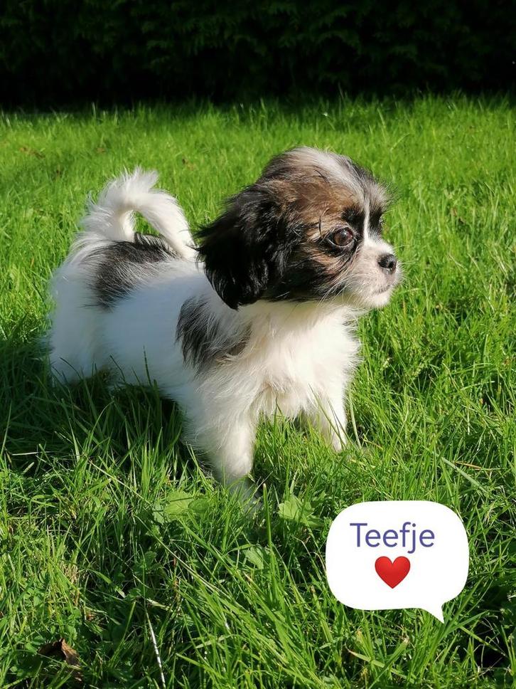 mooie speelse boomer pups shihtzu/boomer, Dieren en Toebehoren, Honden | Chihuahua's en Gezelschapshonden, Meerdere dieren, Overige rassen
