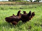 Jonge tamme Rhode Island Red kippen, gesekst en ingeënt, Dieren en Toebehoren, Pluimvee, Vrouwelijk, Kip