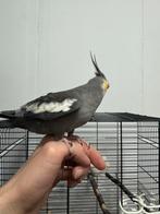 Valkparkiet, Geslacht onbekend, Parkiet, Tam