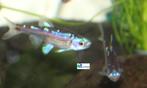 Rainbowshiner, Dieren en Toebehoren, Vis, Zoetwatervis, Schoolvis