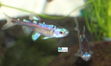 Rainbowshiner beschikbaar voor biedingen