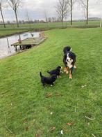 Hele lieve bernersennen pups met stamboom, Dieren en Toebehoren, Overige rassen, 8 tot 15 weken, Parvo, Meerdere