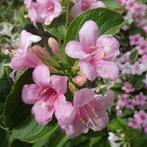 Weigelia lichtroze, Ophalen, Overige soorten, Volle zon