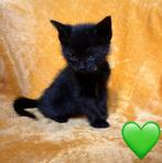💚Kitten zwaet, Dieren en Toebehoren, Meerdere dieren, 0 tot 2 jaar