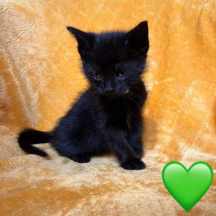 💚Kitten zwart, Dieren en Toebehoren, Katten en Kittens | Overige Katten, Meerdere dieren, 0 tot 2 jaar