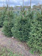 Kerstbomen, picea abies (fijnspar), Tuin en Terras, Planten | Bomen, Bloeit niet, Overige soorten, 100 tot 250 cm, Ophalen