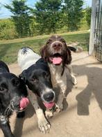 Vrolijke pups zoeken een liefdevol thuis!, Dieren en Toebehoren, Nederland, CDV (hondenziekte), 8 tot 15 weken, Meerdere