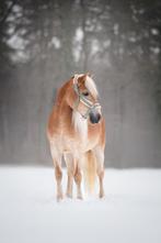 Stalling / weidegang gezocht omgeving Arnhem, Dieren en Toebehoren