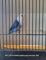 Fischeri, Dieren en Toebehoren, Vogels | Parkieten en Papegaaien, Vrouwelijk, Dwergpapegaai of Agapornis, Geringd