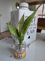 Sansevieria stek Moonshine., Ophalen, Overige soorten, Halfschaduw, In pot