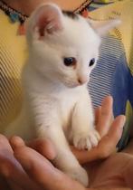 Twee kittens, Dieren en Toebehoren, Katten en Kittens | Raskatten | Korthaar, Poes, Ontwormd