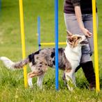 Agility Slalomset Palen 6 stuks Palen Training Hondensport, Dieren en Toebehoren, Ophalen of Verzenden, Nieuw