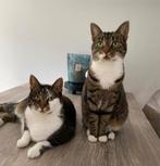 Twee katten, Dieren en Toebehoren, Katten en Kittens | Overige Katten, Poes