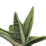 Gasteria  Little Warty, Ophalen, Vetplant, Halfschaduw, Minder dan 100 cm