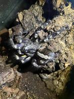 Poecilotheria Regalis - 3/4 yr old FEMALE, Dieren en Toebehoren, Insecten en Spinnen, Spin of Schorpioen