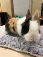 Ram konijnen, Dieren en Toebehoren, Konijnen, Mannelijk, Dwerg