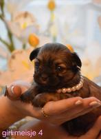 Pups shichi /  chihauhau/shih tzu ravels BE, Dieren en Toebehoren, België, Particulier, Overige rassen, 8 tot 15 weken
