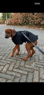 Hondenjas gewatteerd, zwart. Merk 51 degrees north, Dieren en Toebehoren, Ophalen of Verzenden, Gebruikt, Hondenjas