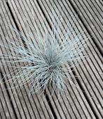 Schapengras., Tuin en Terras, Planten | Tuinplanten, Ophalen, Overige soorten, Volle zon