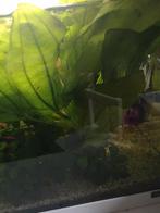 Aquarium plant stekje