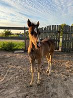 Veulenopfok (Zuid-Holland), Dieren en Toebehoren, Stalling en Weidegang, Weidegang, 4 paarden of pony's of meer