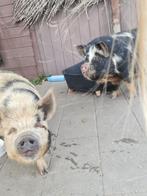 Kune kune varkens, Dieren en Toebehoren, Vrouwelijk, Varken, 0 tot 2 jaar