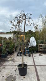 Sierkers hoogstam treur vorm echt potgekweekt nu planten, Tuin en Terras, Planten | Bomen, Treurboom, Lente, 100 tot 250 cm, Ophalen