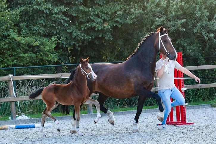 Mooi bruin merrieveulen, Dieren en Toebehoren, Paarden, Merrie, Minder dan 160 cm, 0 tot 2 jaar, Tuigpaard, Met stamboom, Gechipt