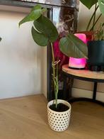 Plant with pot, Ophalen, Halfschaduw, Minder dan 100 cm